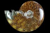 Polished, Agatized Ammonite (Cleoniceras) - Madagascar #97223-1